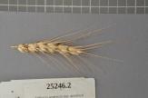 Click for 1 image(s) for this accession. Spike